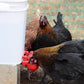 🐔Automatisk vattenkopp för kyckling, håller vatten rent och fräscht för hälsosam uppfödning💧