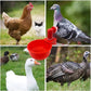 🐔Automatisk vattenkopp för kyckling, håller vatten rent och fräscht för hälsosam uppfödning💧