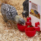 🐔Automatisk vattenkopp för kyckling, håller vatten rent och fräscht för hälsosam uppfödning💧