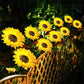 🔥Sunflower Solar Garden Stake Led Lights