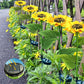 🔥Sunflower Solar Garden Stake Led Lights