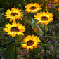 🔥Sunflower Solar Garden Stake Led Lights